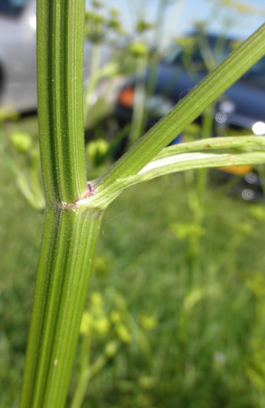 Pastinaca sativa subsp. sativa (door Bert Verbruggen)