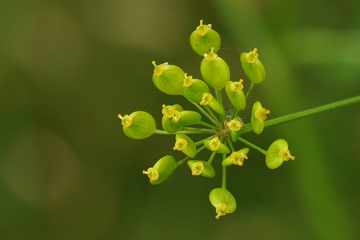 Pastinaca sativa subsp. sativa (door Willie Riemsma)