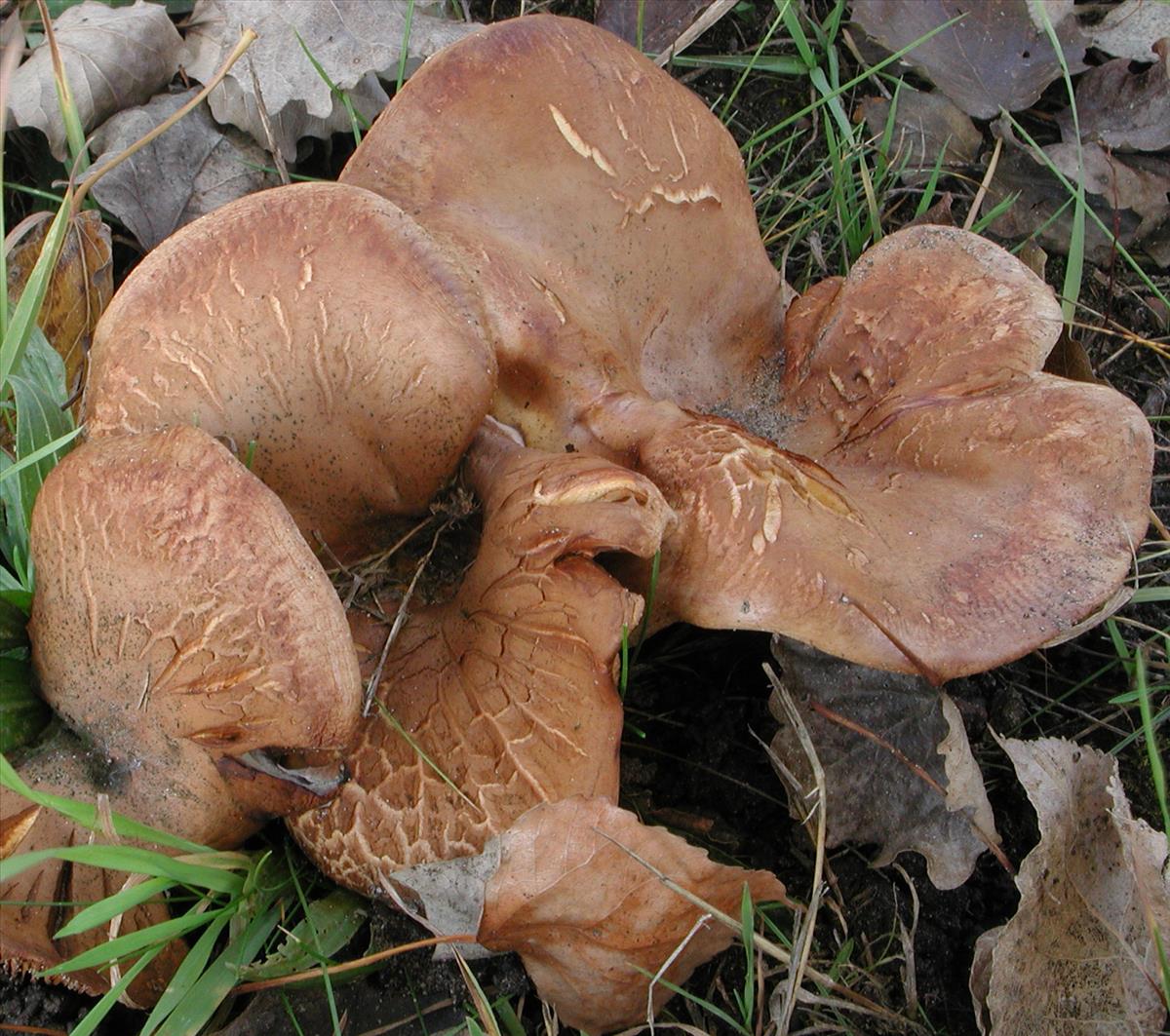 Paxillus obscurosporus (door Chiel Noordeloos)