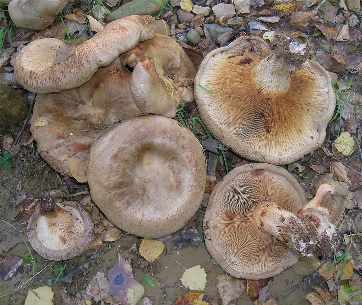 Paxillus obscurosporus (door Chiel Noordeloos)