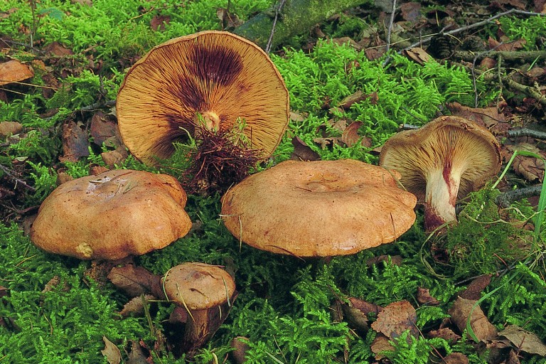 Paxillus involutus (door Eef Arnolds)