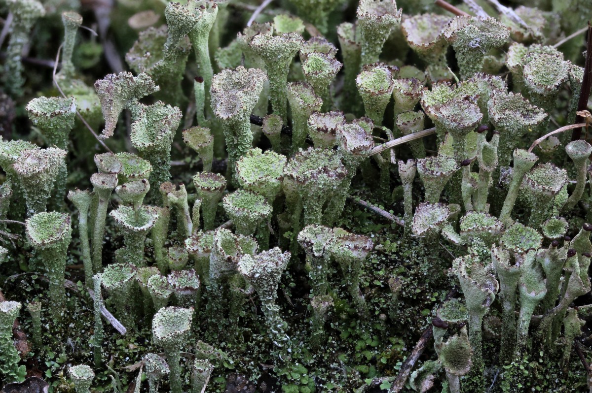 Cladonia pocillum (door Arjan de Groot)