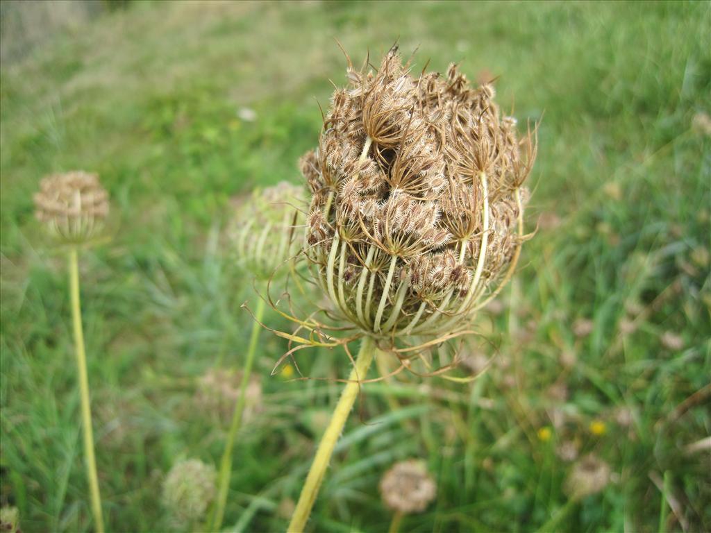 Daucus carota (door Grada Menting)