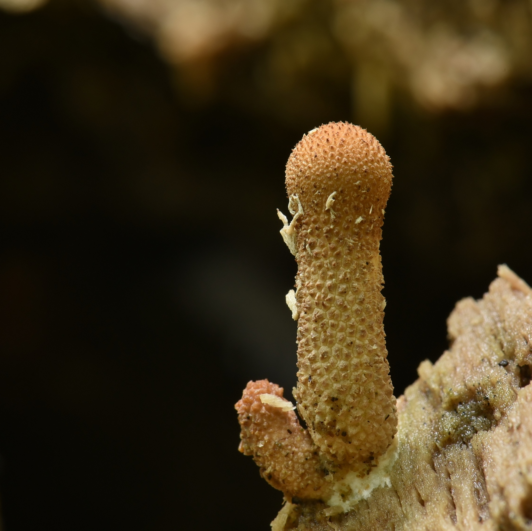 Lycoperdon pyriforme (door Laurens van der Linde)