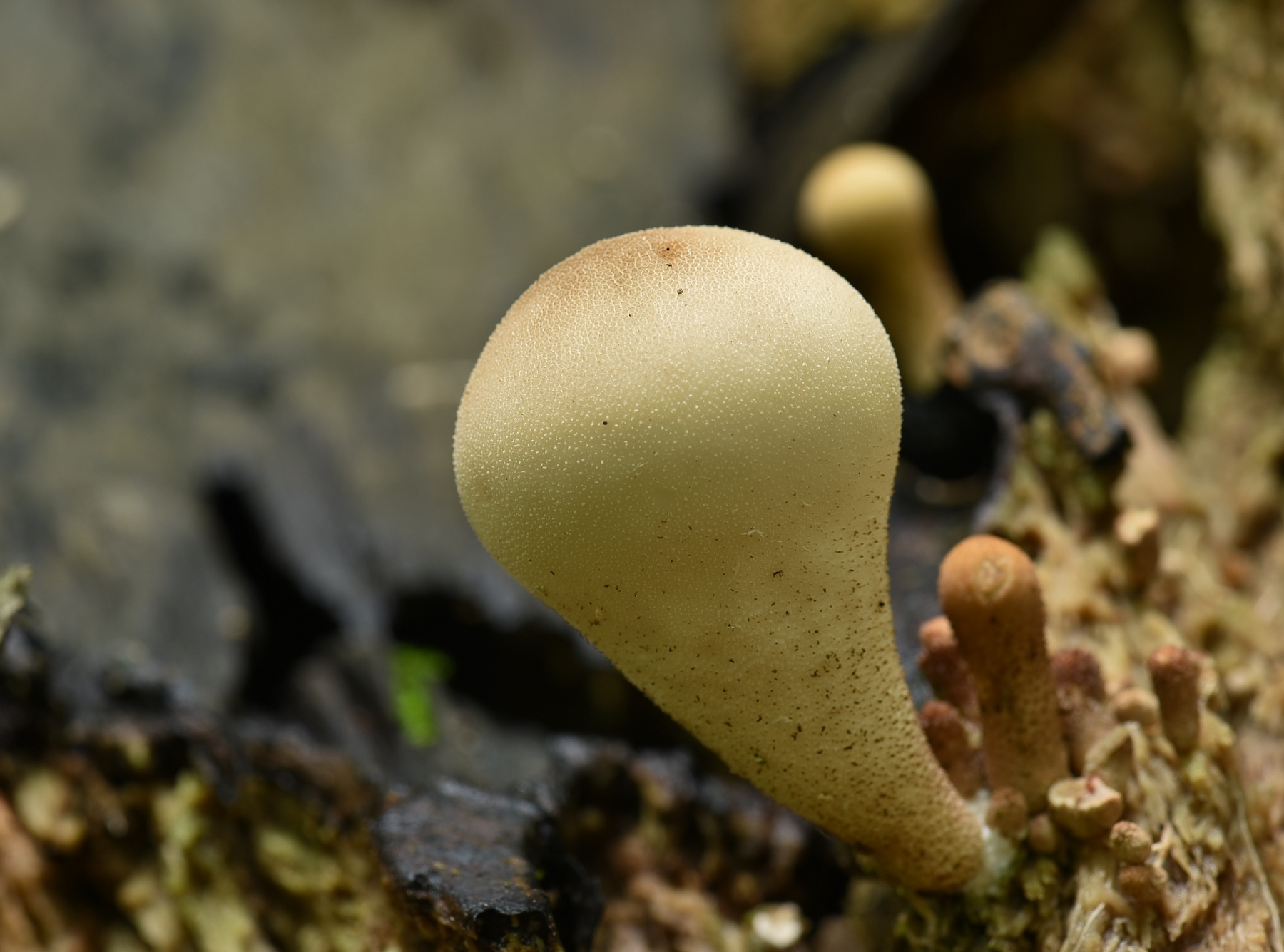 Lycoperdon pyriforme (door Laurens van der Linde)