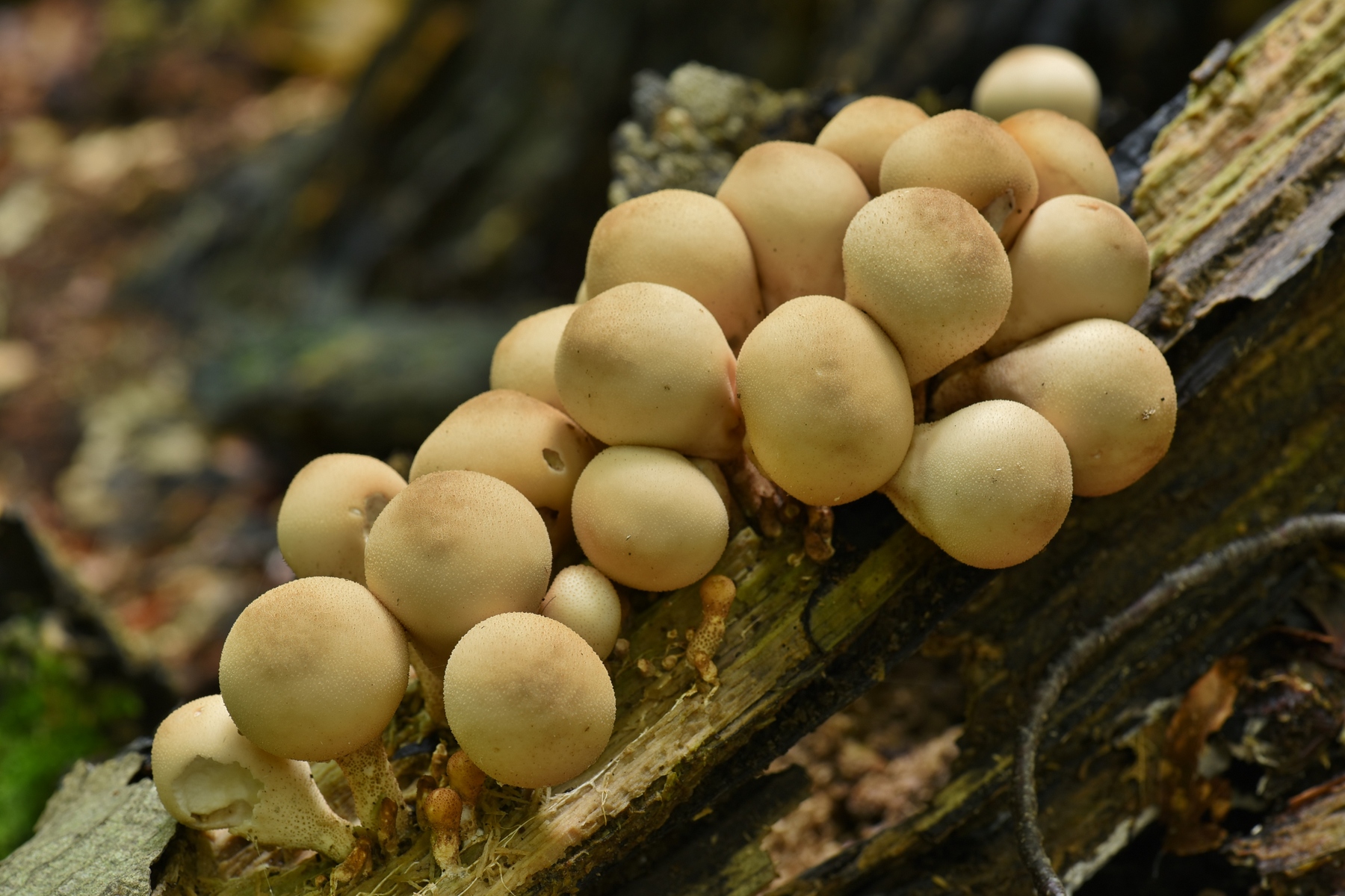 Lycoperdon pyriforme (door Laurens van der Linde)