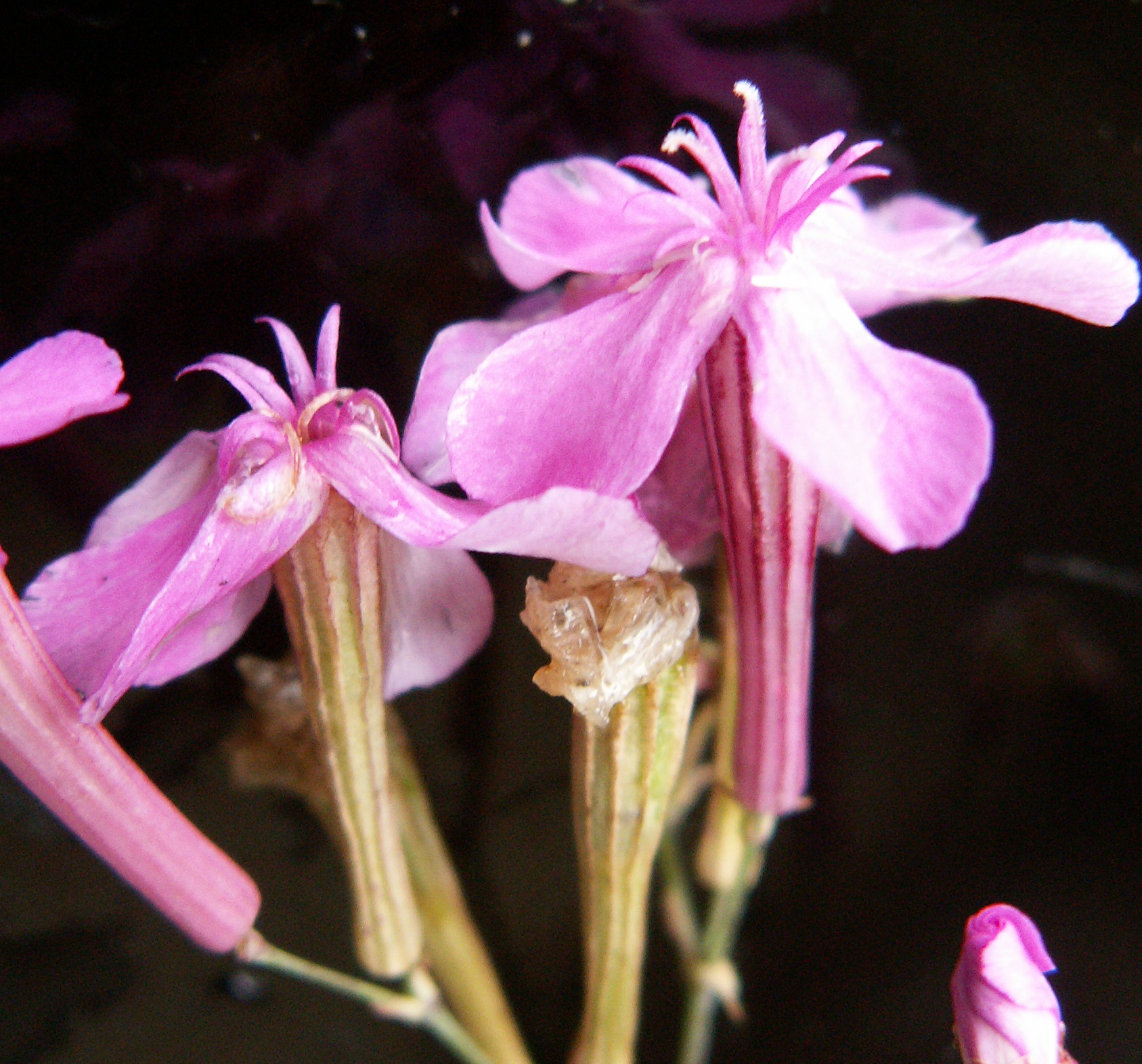 Silene armeria (door Han Beeuwkes)