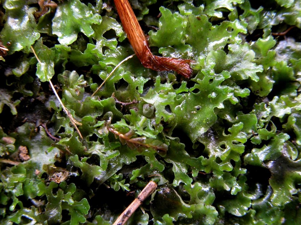 Pellia endiviifolia (door Dick Haaksma)