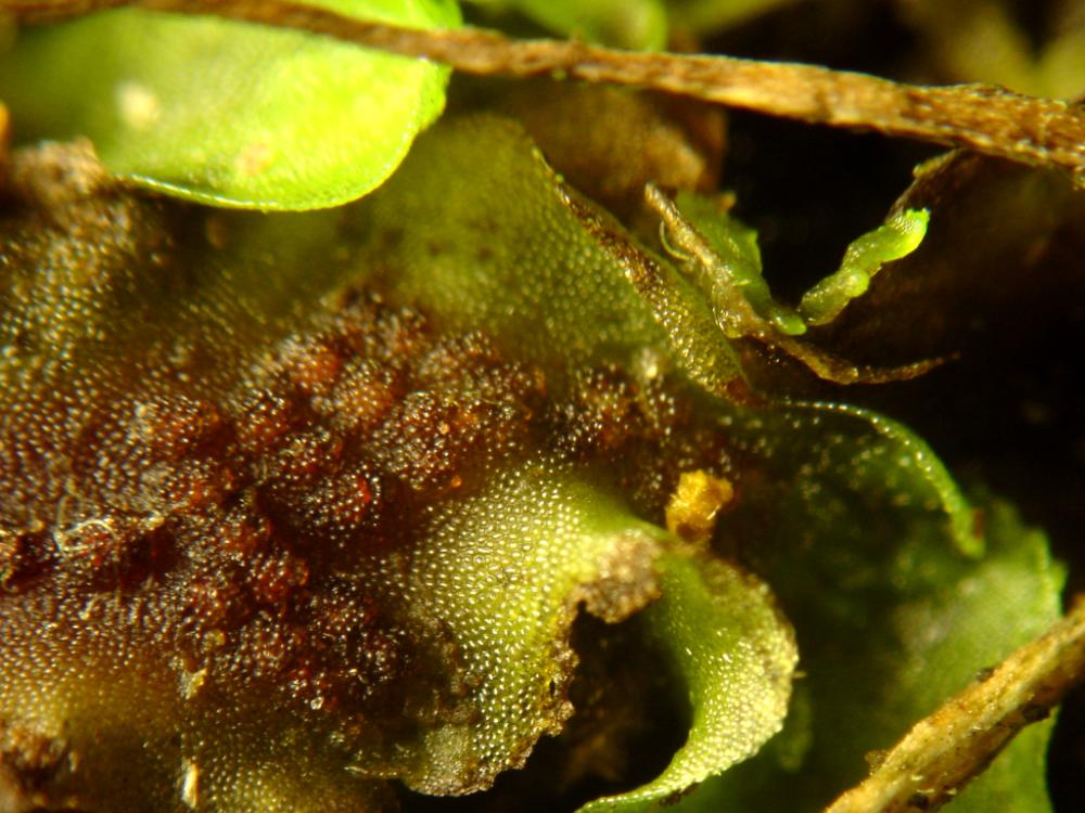 Pellia epiphylla (door Dick Haaksma)