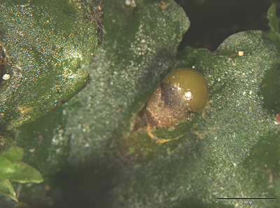 Pellia epiphylla (door Cris Hesse)