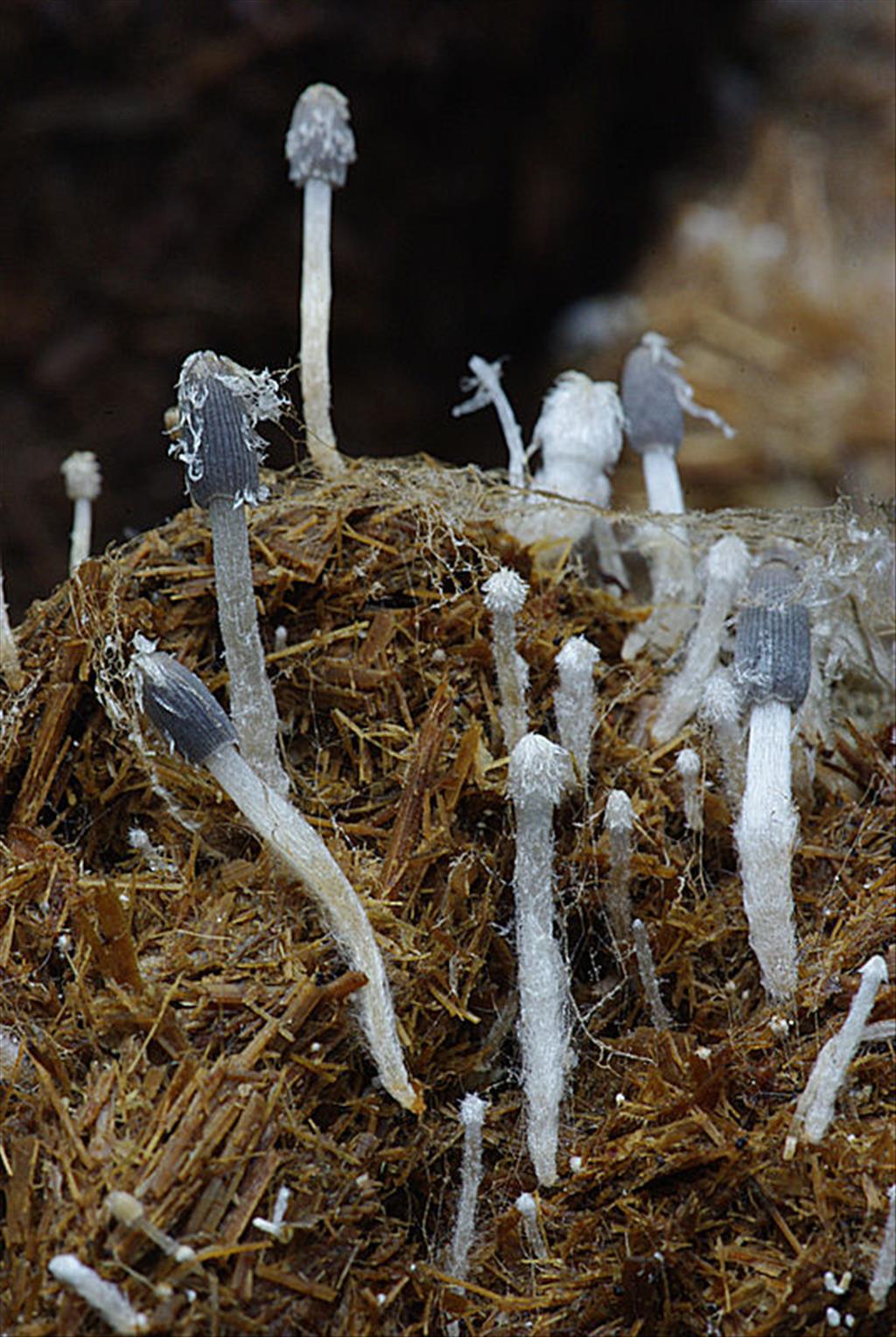 Coprinopsis radiata (door Hans Adema)