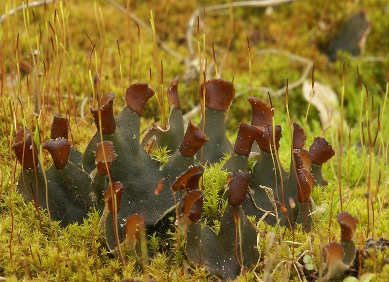 Peltigera didactyla (door Ron Poot)