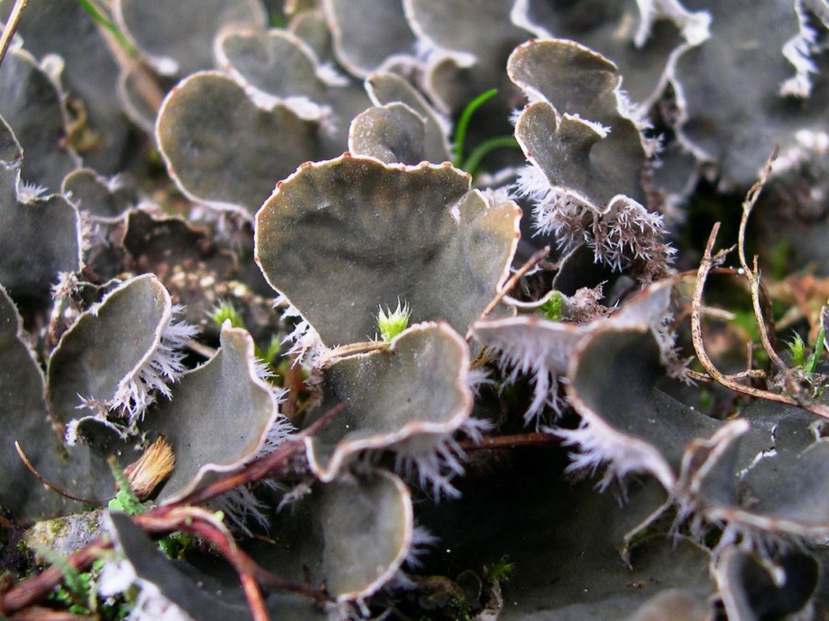 Peltigera extenuata (door Bert Oving)