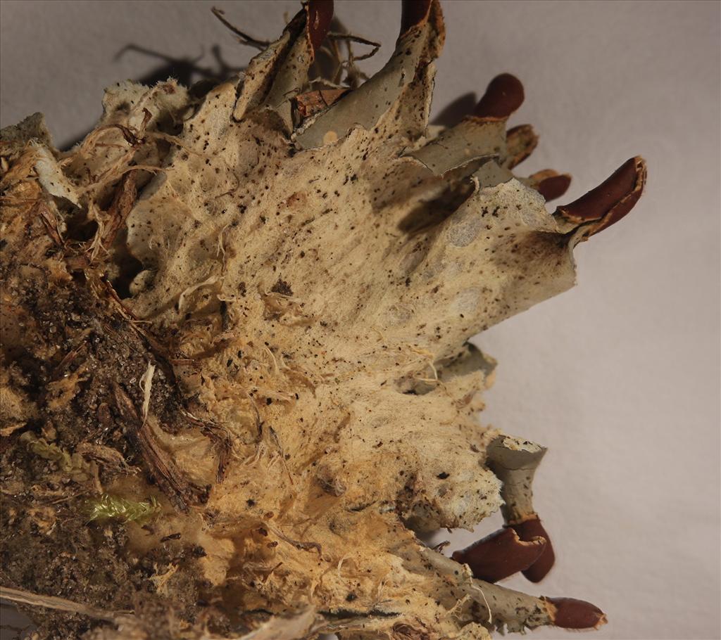 Peltigera hymenina (door Laurens Sparrius)