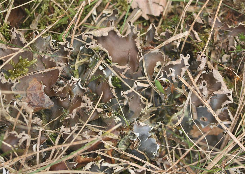 Peltigera hymenina (door Laurens Sparrius)