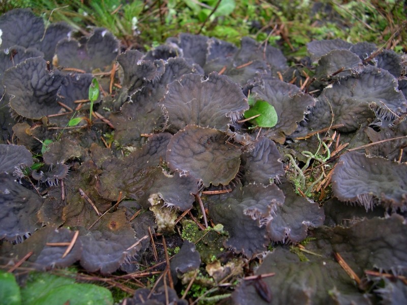 Peltigera membranacea (door Bert Oving)