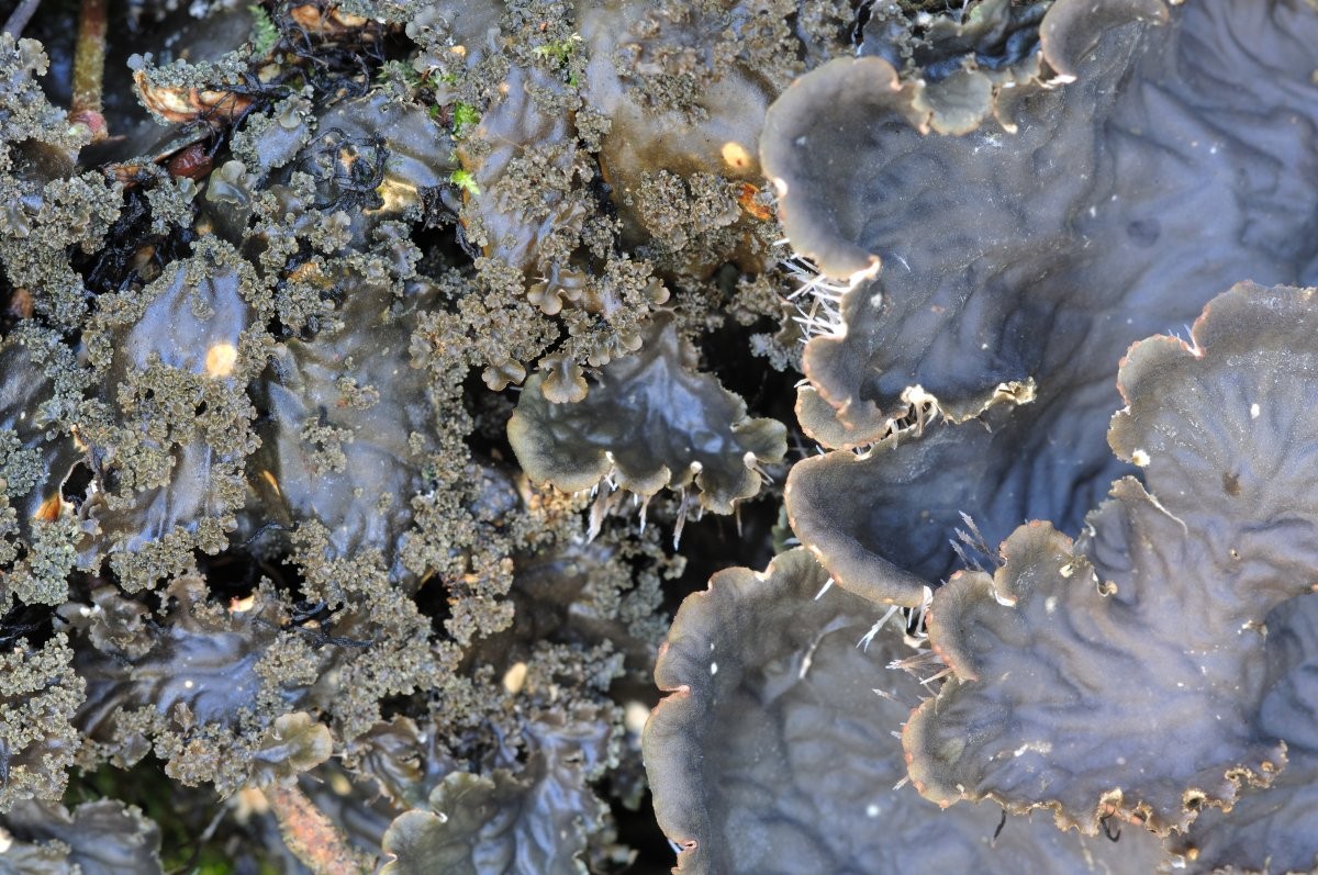 Peltigera praetextata (door Vilda - Rollin Verlinde)