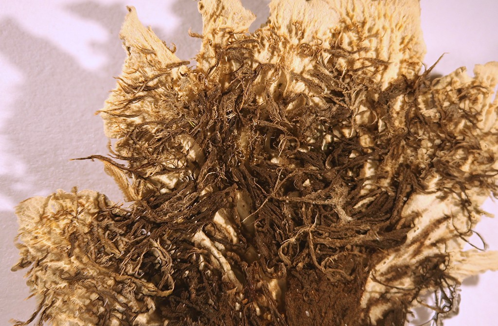 Peltigera rufescens (door Laurens Sparrius)