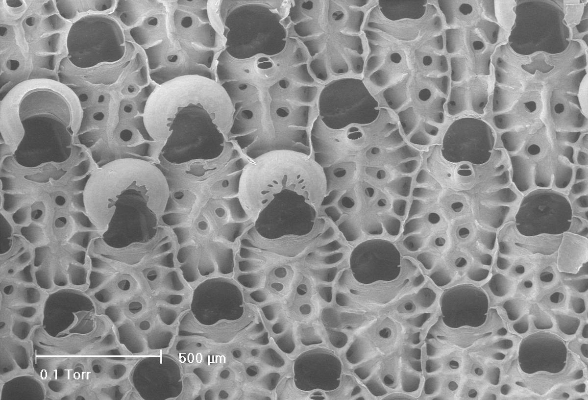 Pentapora fascialis (door Hans De Blauwe)