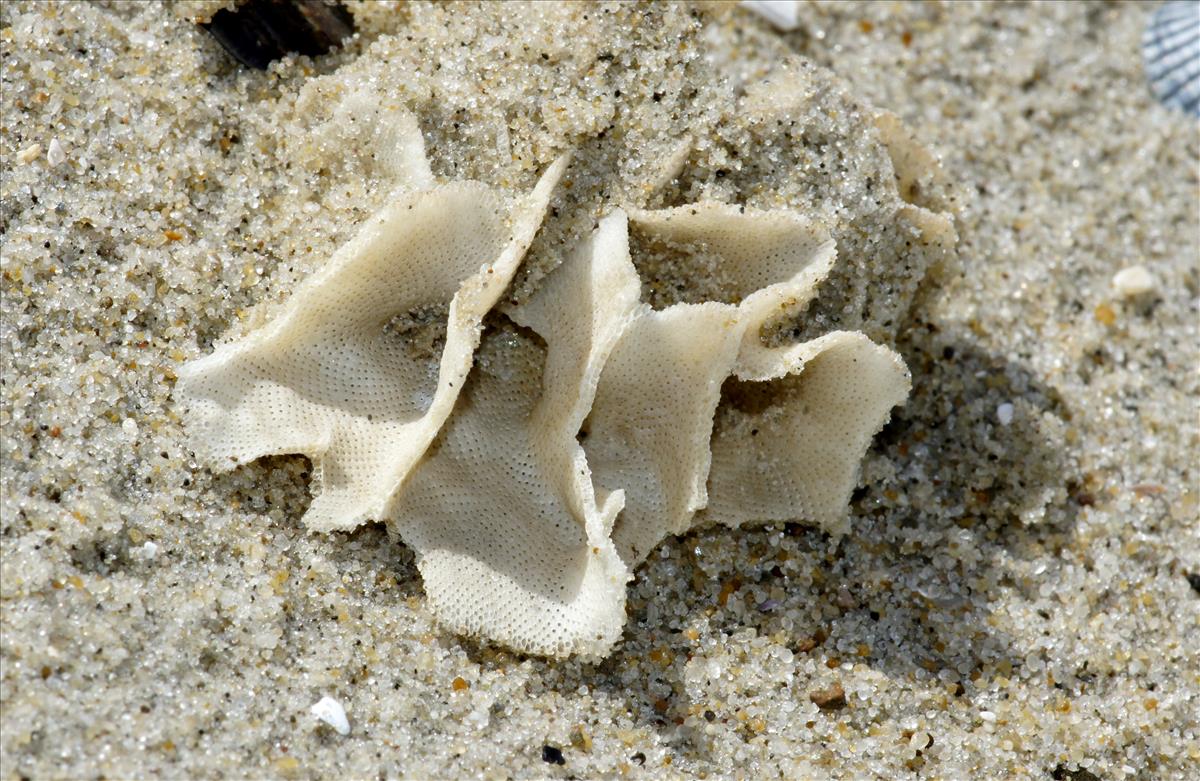 Pentapora fascialis (door Sytske Dijksen)