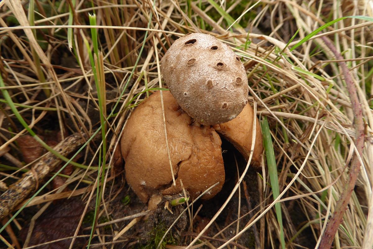 Myriostoma coliforme (door Koen van Zoest)