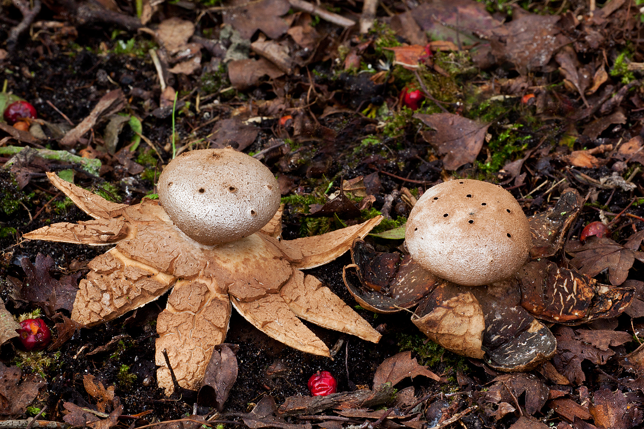 Myriostoma coliforme (door John Breugelmans)