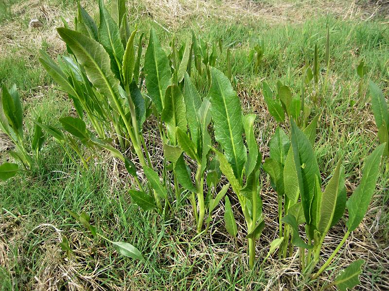Lepidium latifolium (door Grada Menting)