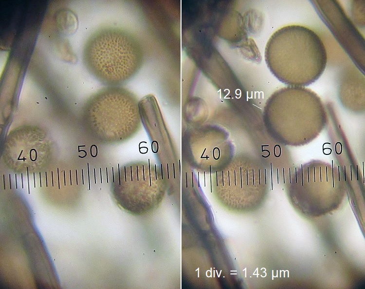 Periconia hispidula (door Laurens van der Linde)