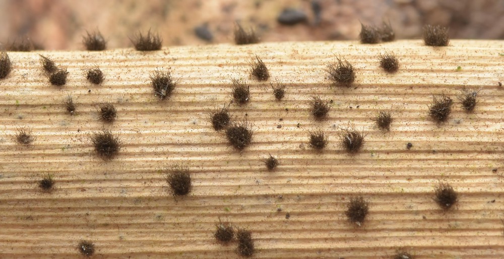 Periconia hispidula (door Laurens van der Linde)