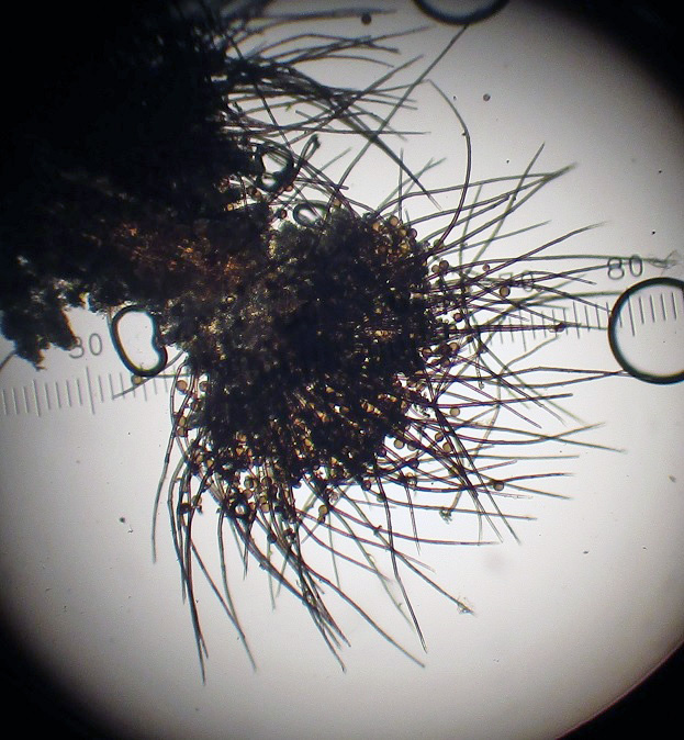 Periconia hispidula (door Laurens van der Linde)