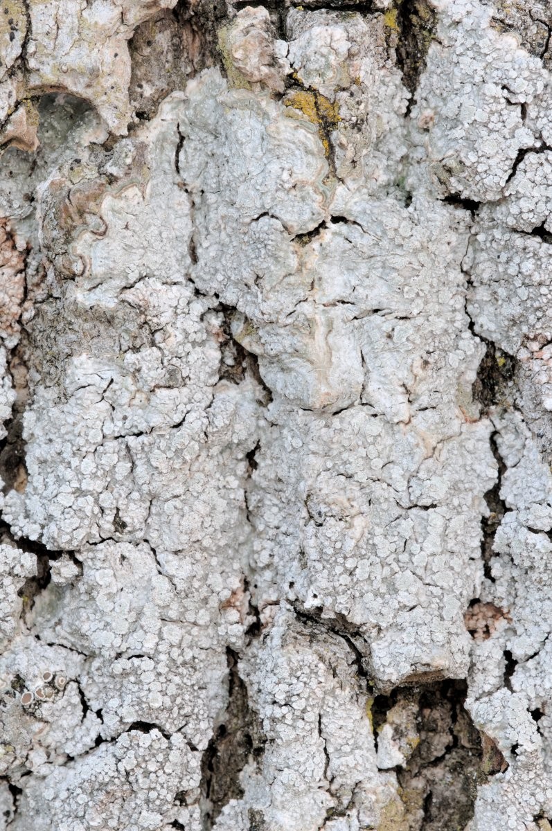 Pertusaria albescens (door Vilda - Rollin Verlinde)