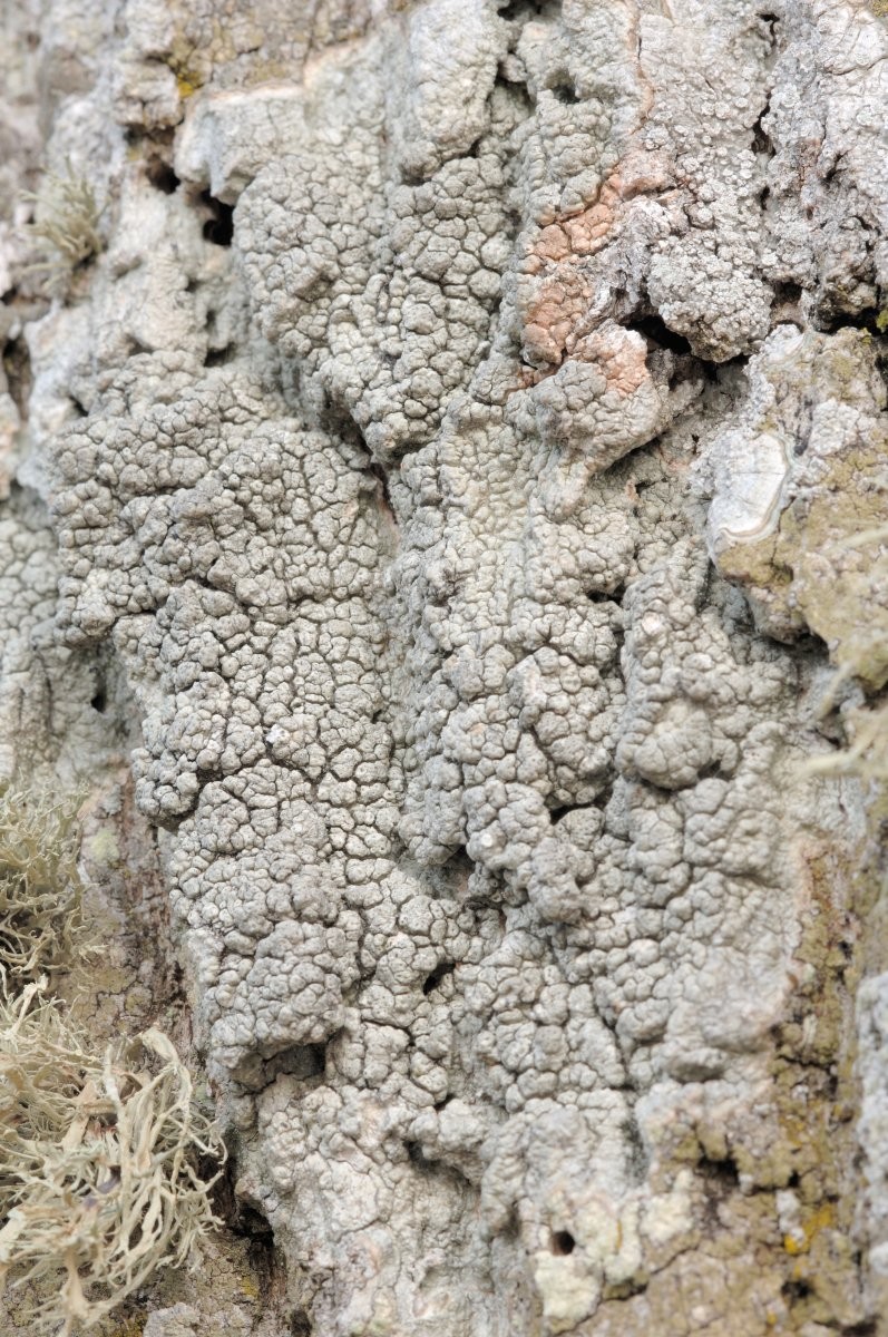 Pertusaria pertusa (door Vilda - Rollin Verlinde)