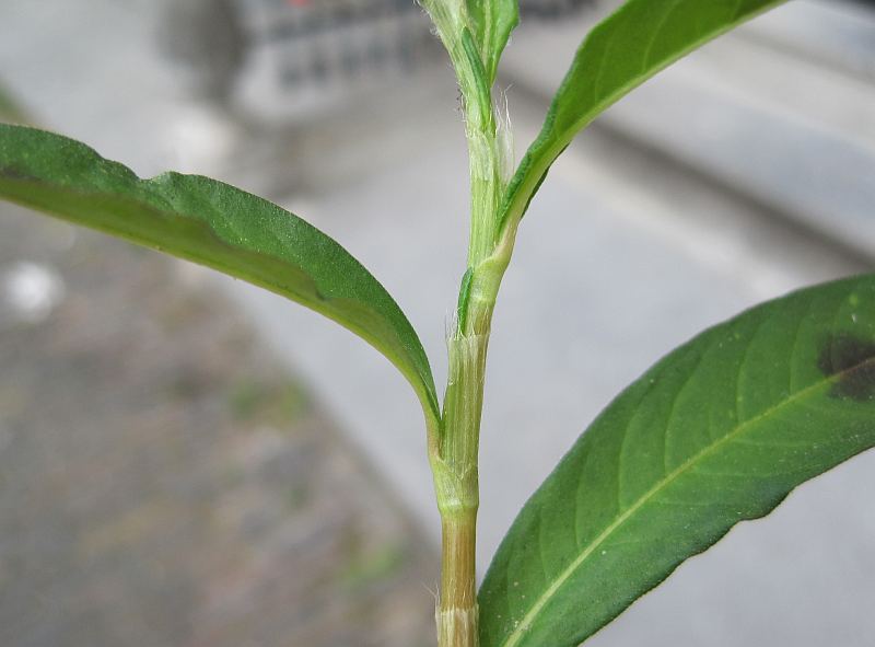 Persicaria maculosa (door Grada Menting)