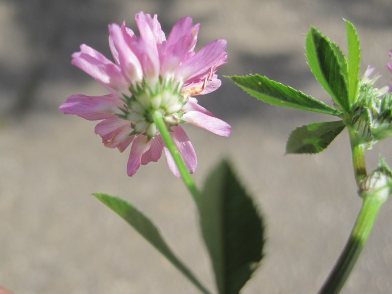 Trifolium resupinatum (door Grada Menting)