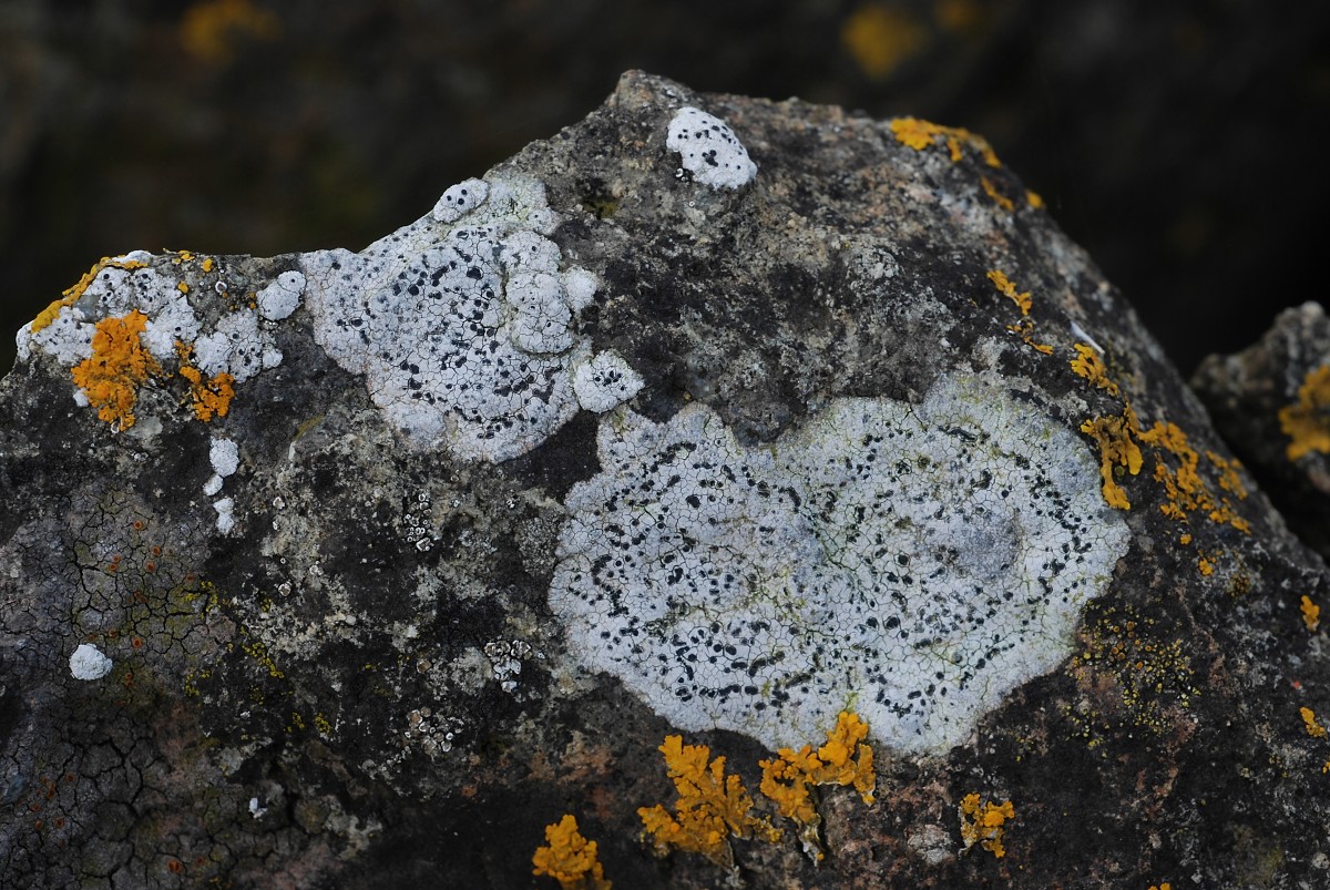 Rhizocarpon petraeum (door Arjan de Groot)