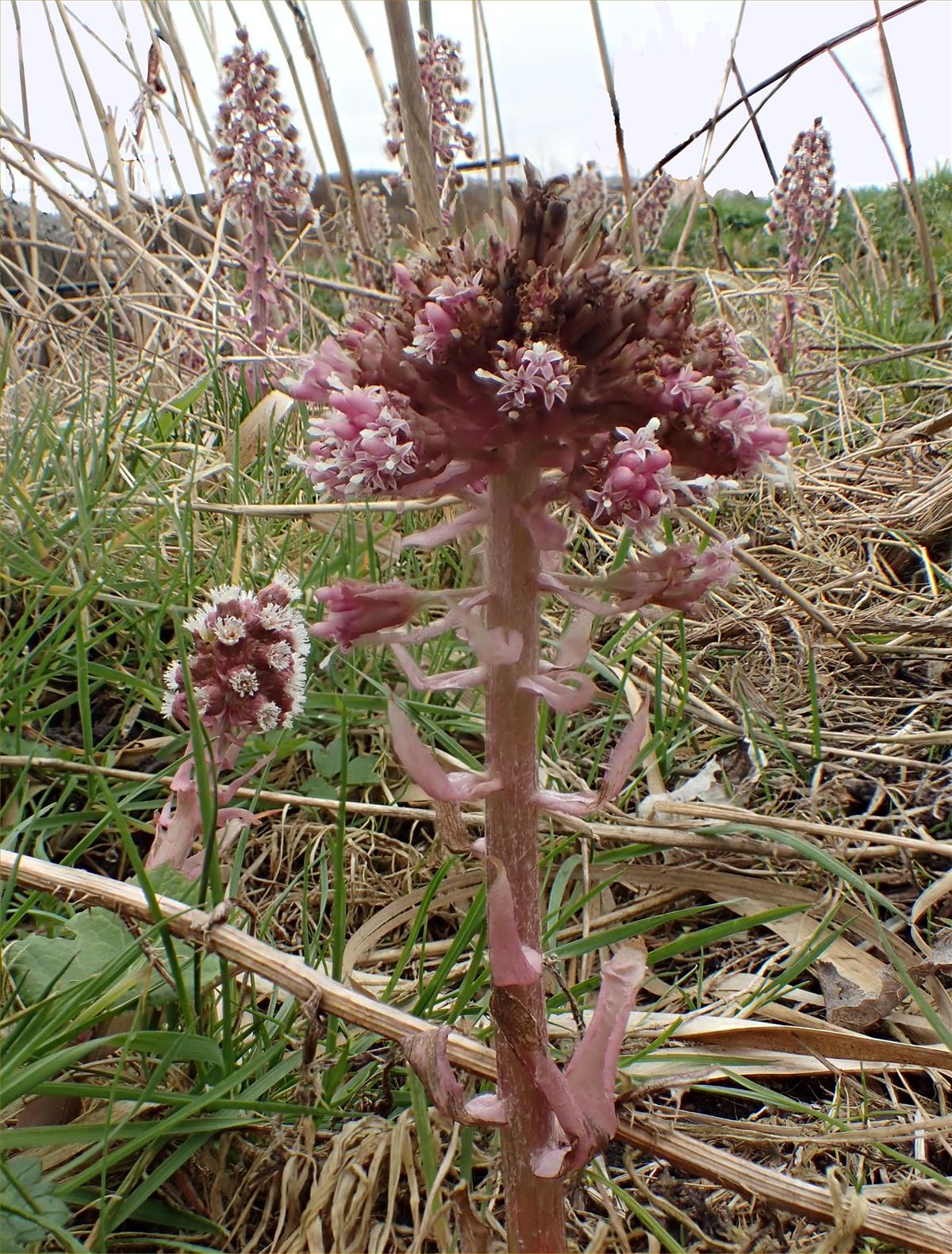 Petasites hybridus (door Adrie van Heerden)