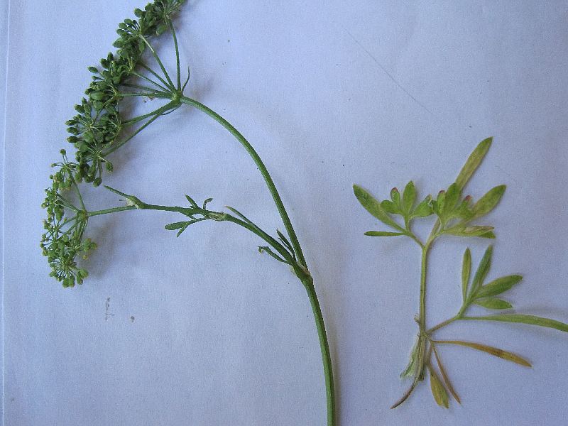 Petroselinum crispum (door Grada Menting)