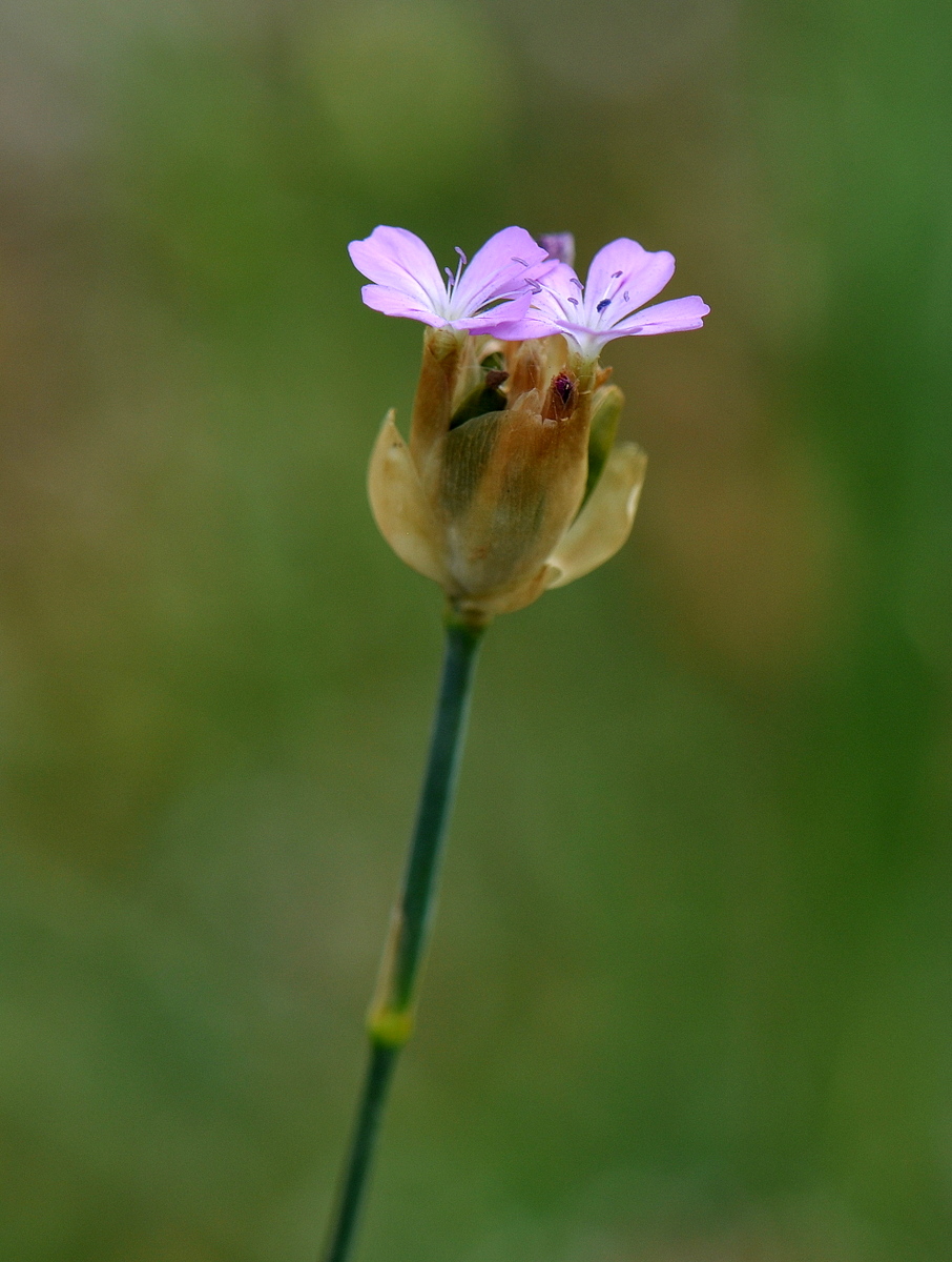 Petrorhagia prolifera (door Willie Riemsma)