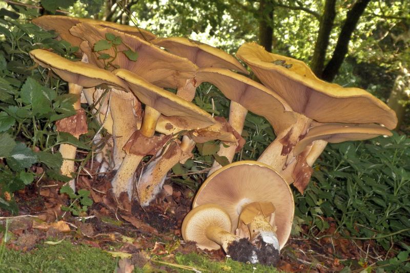 Phaeolepiota aurea (door Huub van der Aa)