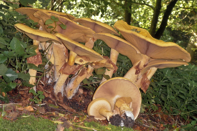 Phaeolepiota aurea (door Huub van der Aa)