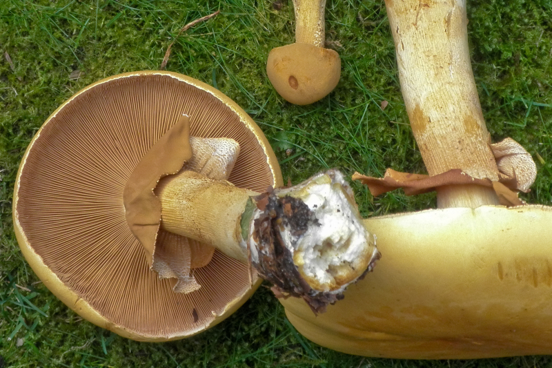 Phaeolepiota aurea (door Huub van der Aa)