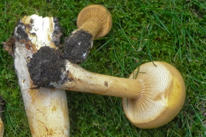 Phaeolepiota aurea (door Huub van der Aa)