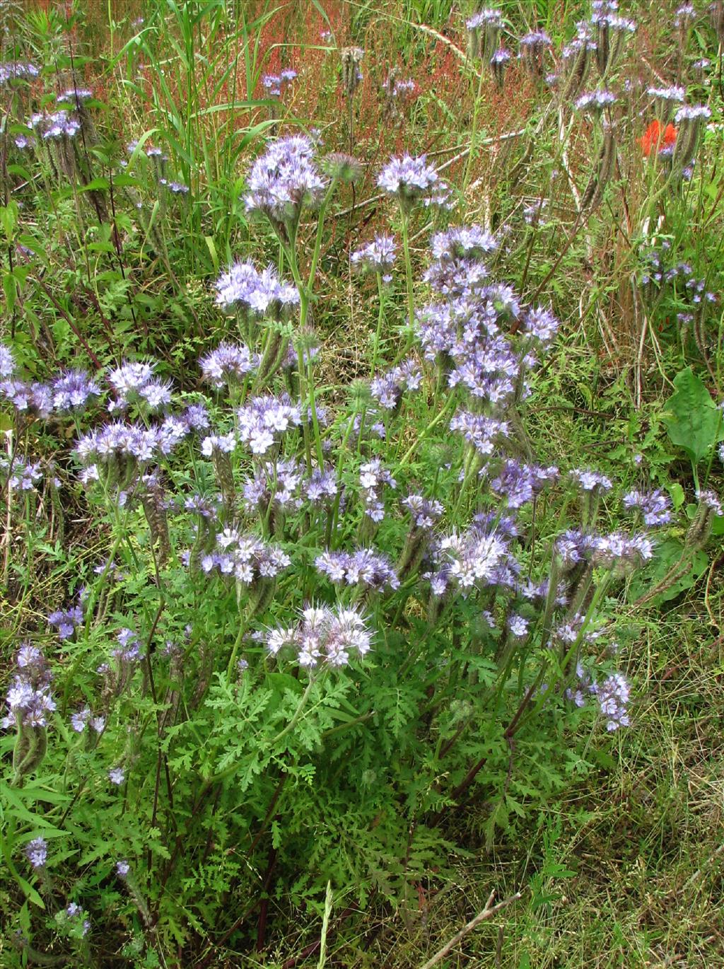 Phacelia tanacetifolia (door Bert Verbruggen)