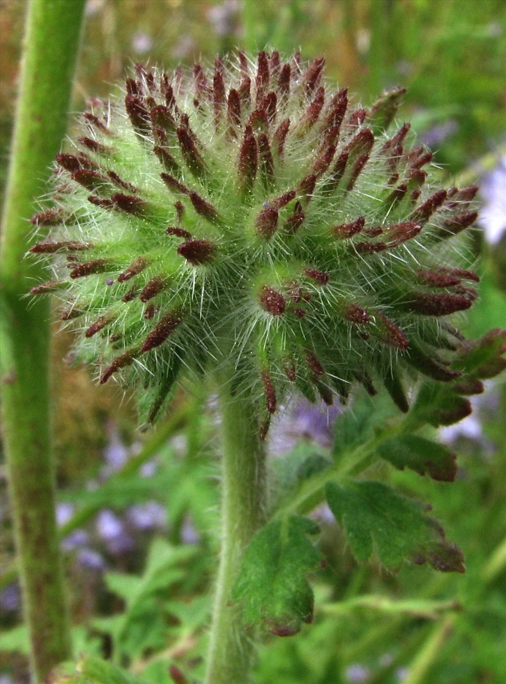 Phacelia tanacetifolia (door Bert Verbruggen)