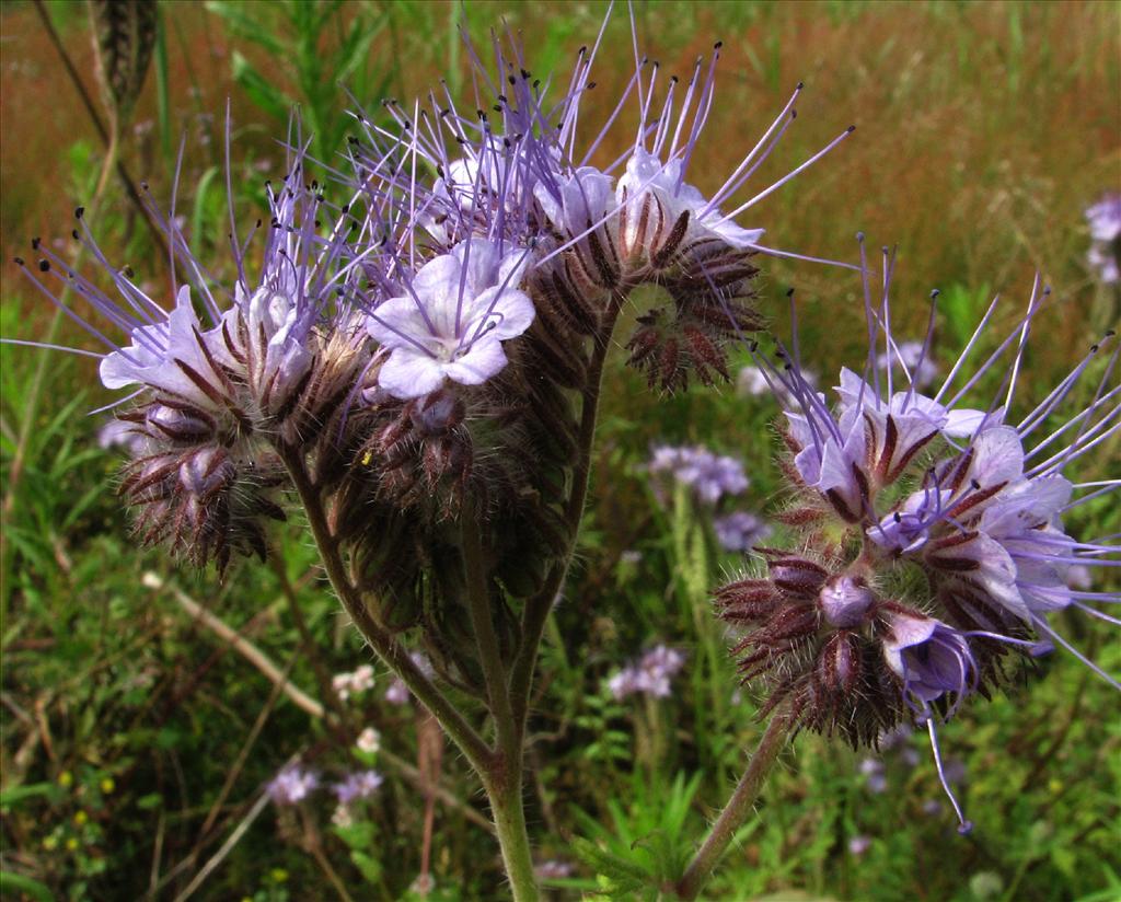 Phacelia tanacetifolia (door Bert Verbruggen)