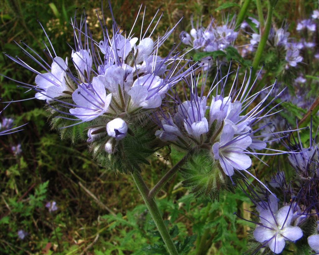 Phacelia tanacetifolia (door Bert Verbruggen)