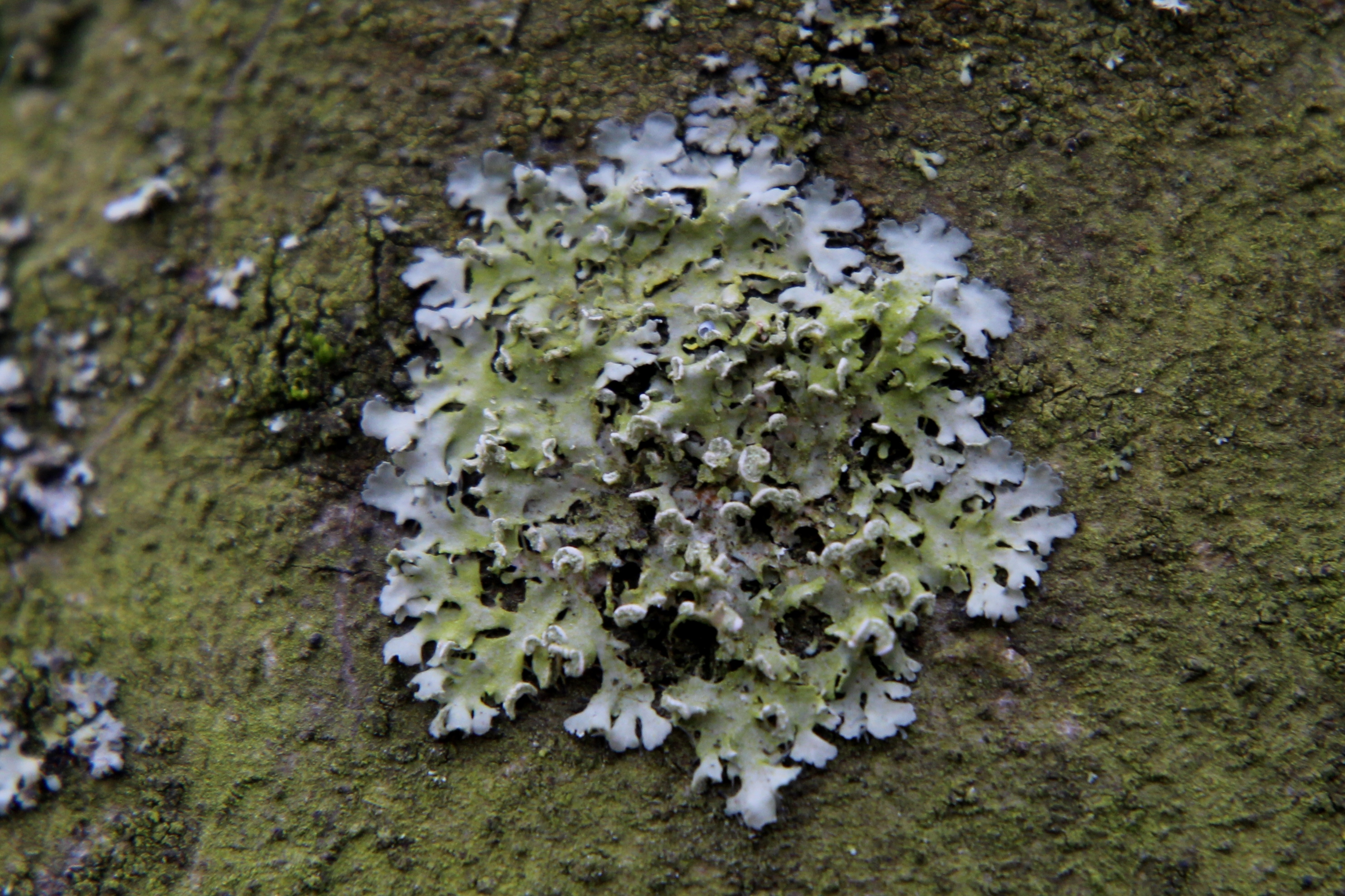 Physciella chloantha (door Maarten Langbroek)