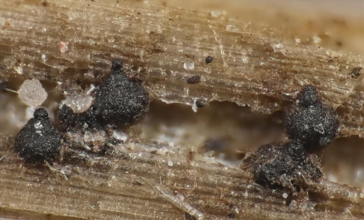 Phaeosphaeria herpotrichoides (door Laurens van der Linde)