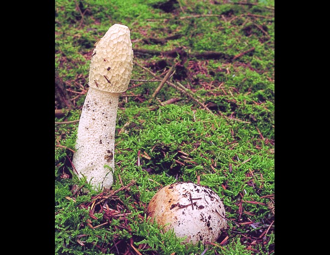 Phallus impudicus var. impudicus (door Eef Arnolds)