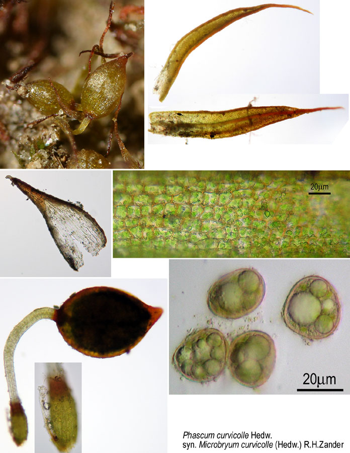 Microbryum curvicolle (door Norbert Stapper)